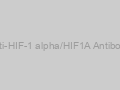 Anti-HIF-1 alpha/HIF1A Antibody